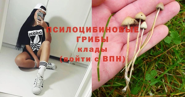 прущие грибы Баксан
